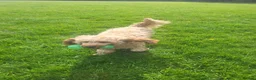 Cavapoo dogs for sale: Cavapo in Rotherham - Advert 1