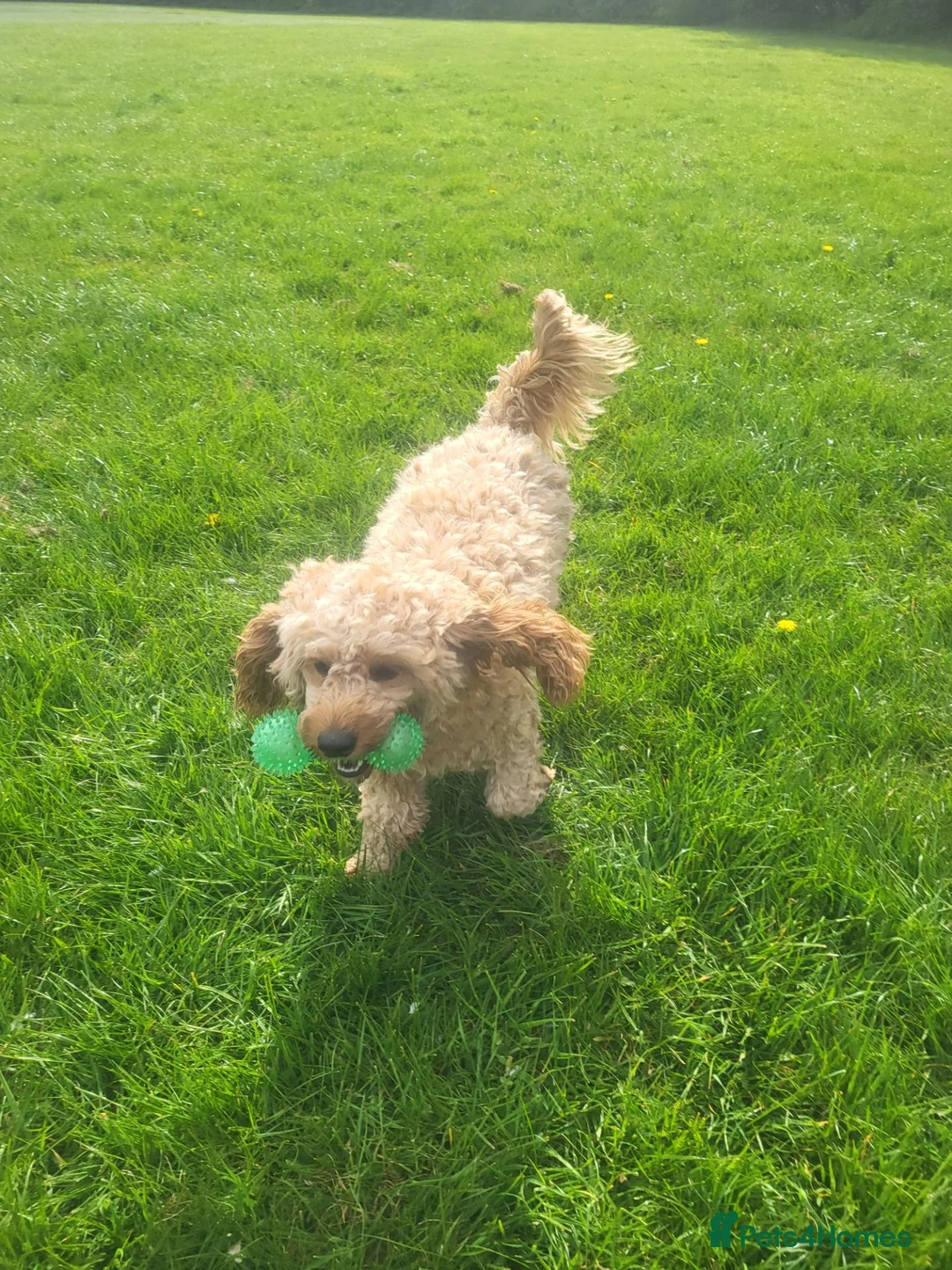Cavapoo dogs for sale: Cavapo in Rotherham - Advert 1