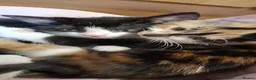 Mixed Breed cats for sale: 5 Beautiful Mix Breed Little Kittens For Sale in Hereford - Advert 5