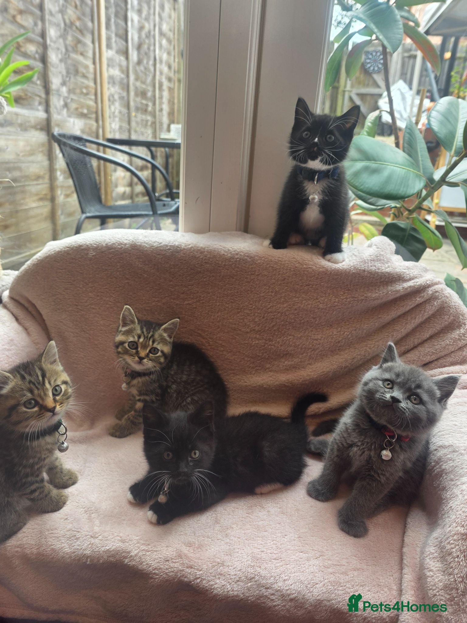 British Shorthair cats The cutest British Shorthair kittens  - Advert 1