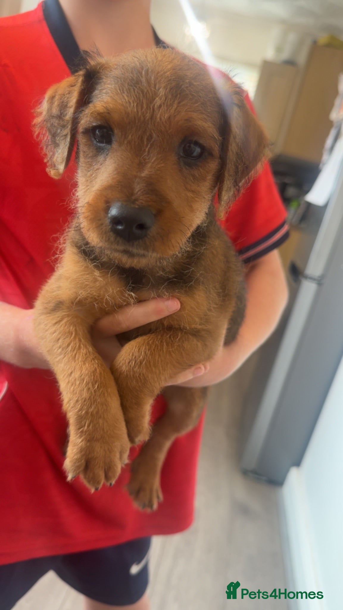 Lakeland Terrier dogs 4 lakeland puppies for sale  - Advert 1