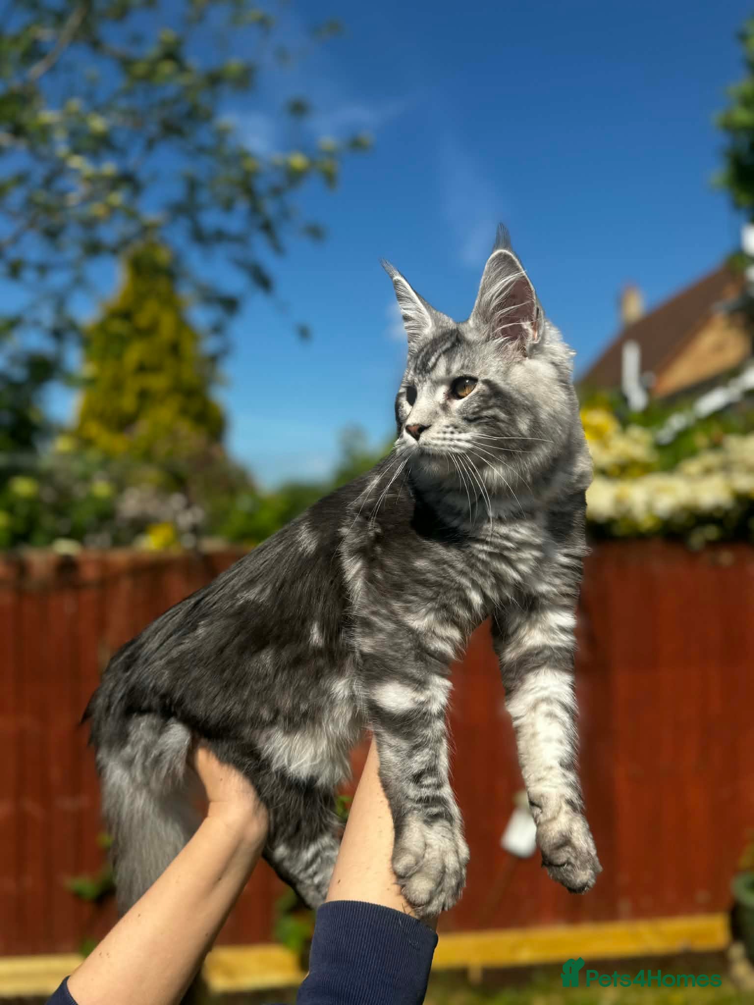 Maine Coon cats for sale: 6 STUNNING PEDIGREE TICA REG MAINE COON KITTENS - Advert 6
