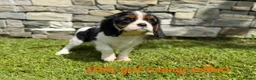 Cavalier King Charles Spaniel dogs for sale: Beautiful health tested cavalier King Charles  - Advert 16