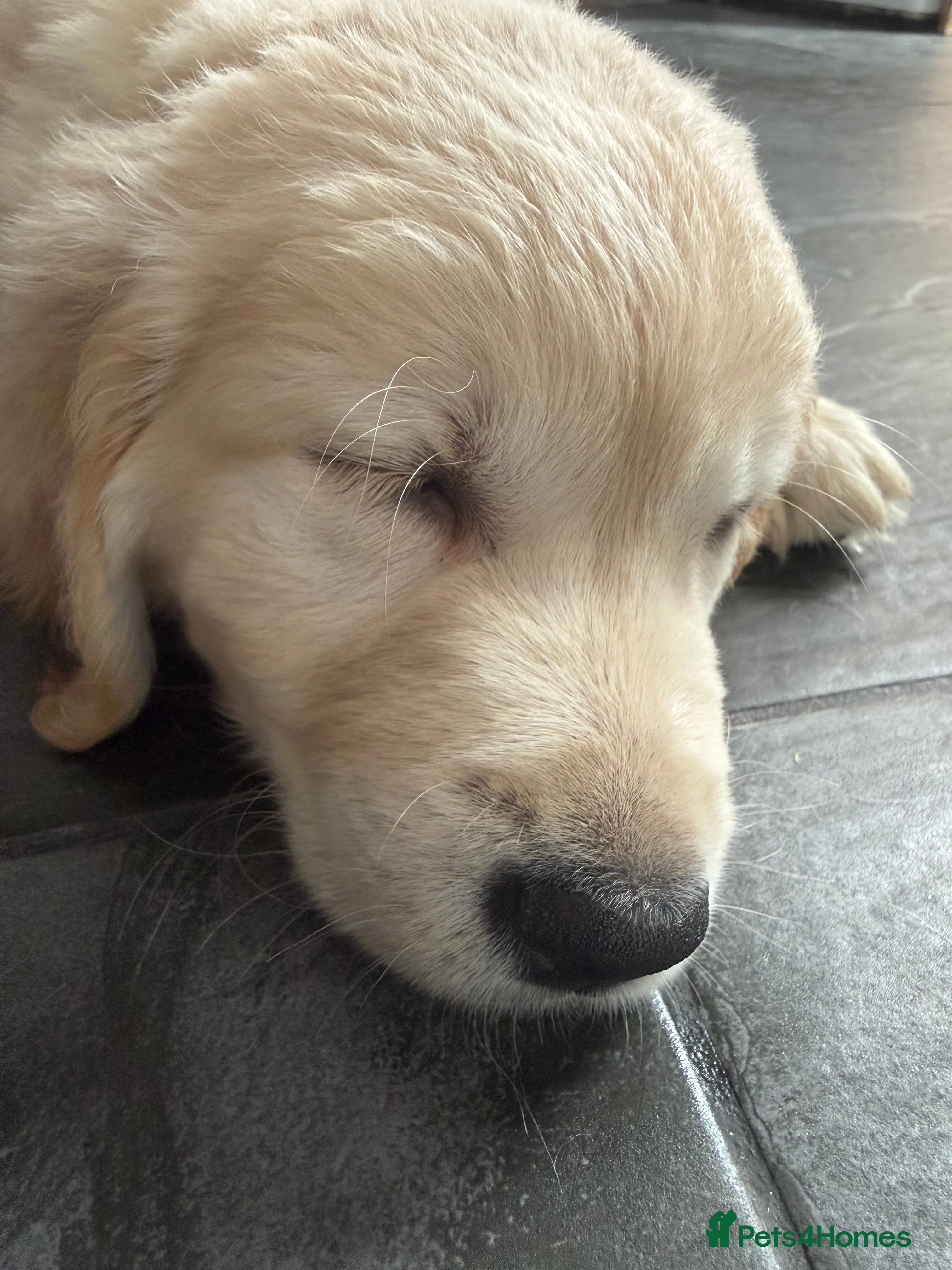 Golden Retriever dogs KC Registered Golden Retriever puppies.  - Advert 2