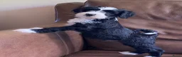 Tibetan Terrier dogs for sale: Beautiful Kc Registered Tibetan Terrier Puppies - Advert 31