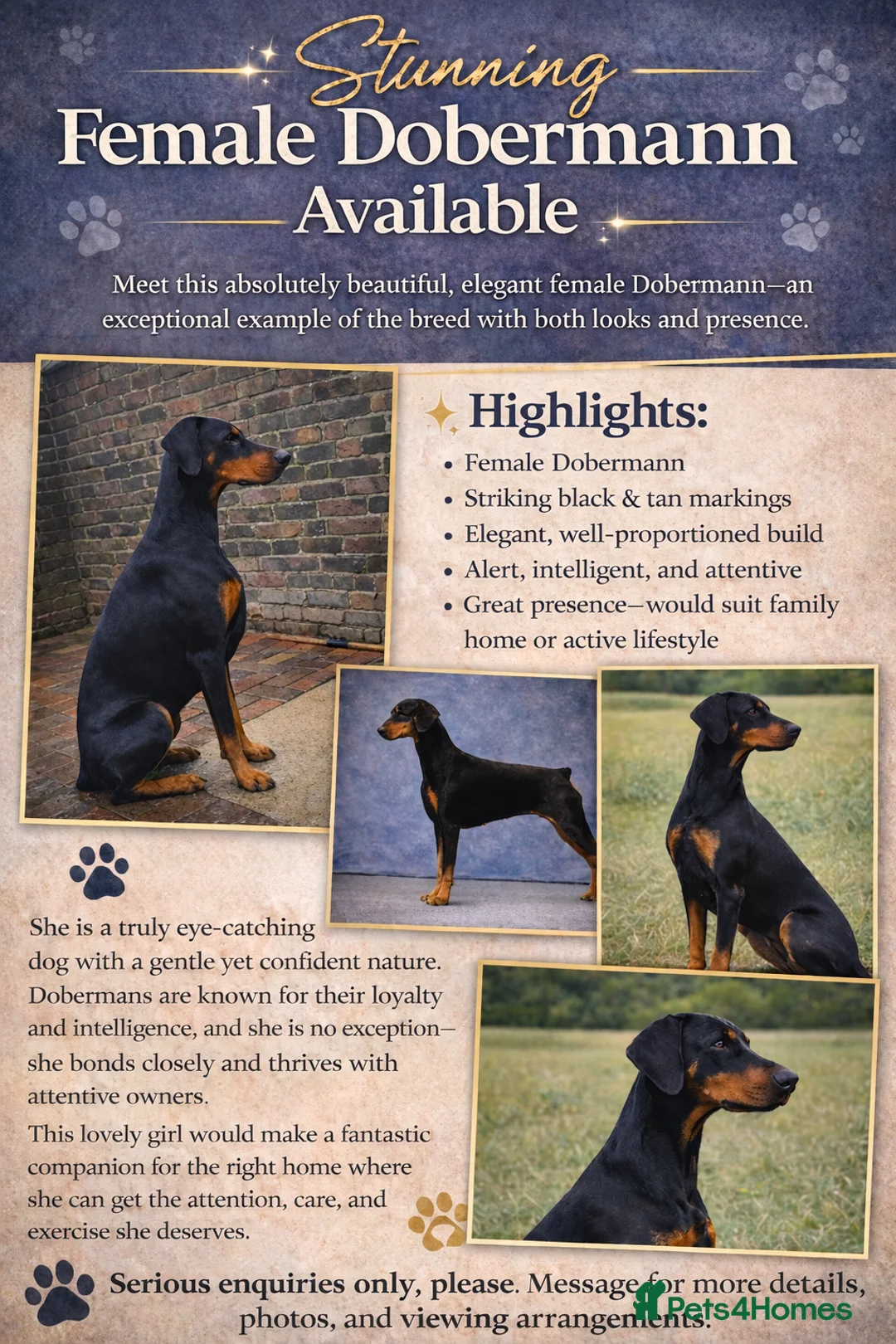 Dobermann dogs for sale: Beautiful Dobermann Avaliable  in Preston - Advert 1