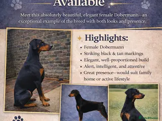 Dobermann dogs Beautiful Dobermann Avaliable - Advert 13