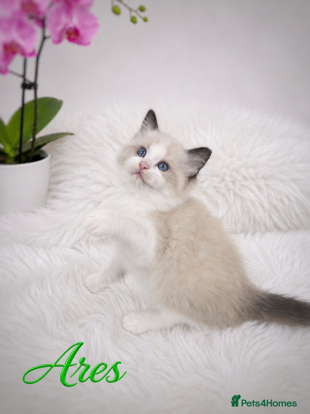 Ragdoll cats 🏆🎖 Premium GCCF Ragdoll Kittens Grand bloodlines - Advert 2