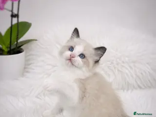 Ragdoll cats 🏆🎖 Premium GCCF Ragdoll Kittens Grand bloodlines - Advert 2