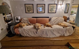 Golden Retriever dogs for sale: Male Golden Retriever puppy for sale.  - Image 4