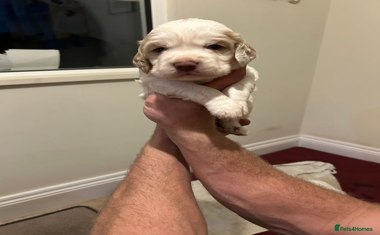 Clumber Spaniel dogs - Advert 1