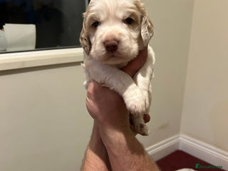 Clumber Spaniel dogs for sale: Clumber spaniel Puppies For Sale COI 6.4% - Advert 1