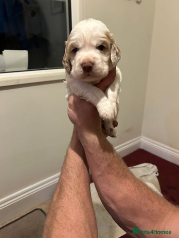 Clumber Spaniel dogs - Advert 1