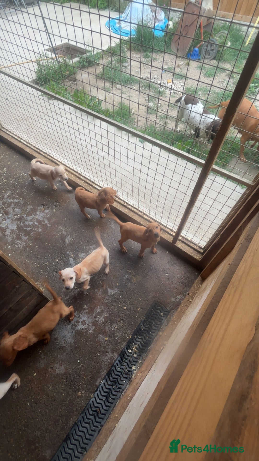 Mixed Breed dogs for sale: Beautiful Sprizla Puppies  - Image 12