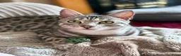 Bengal cats for sale: TICA registered silver black spotted tabby 💜⭐️ - Advert 3