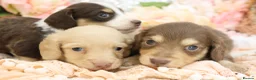 Miniature Dachshund dogs for sale: KC Longhair Miniature Dachshund Puppies in Wisbech - Advert 3