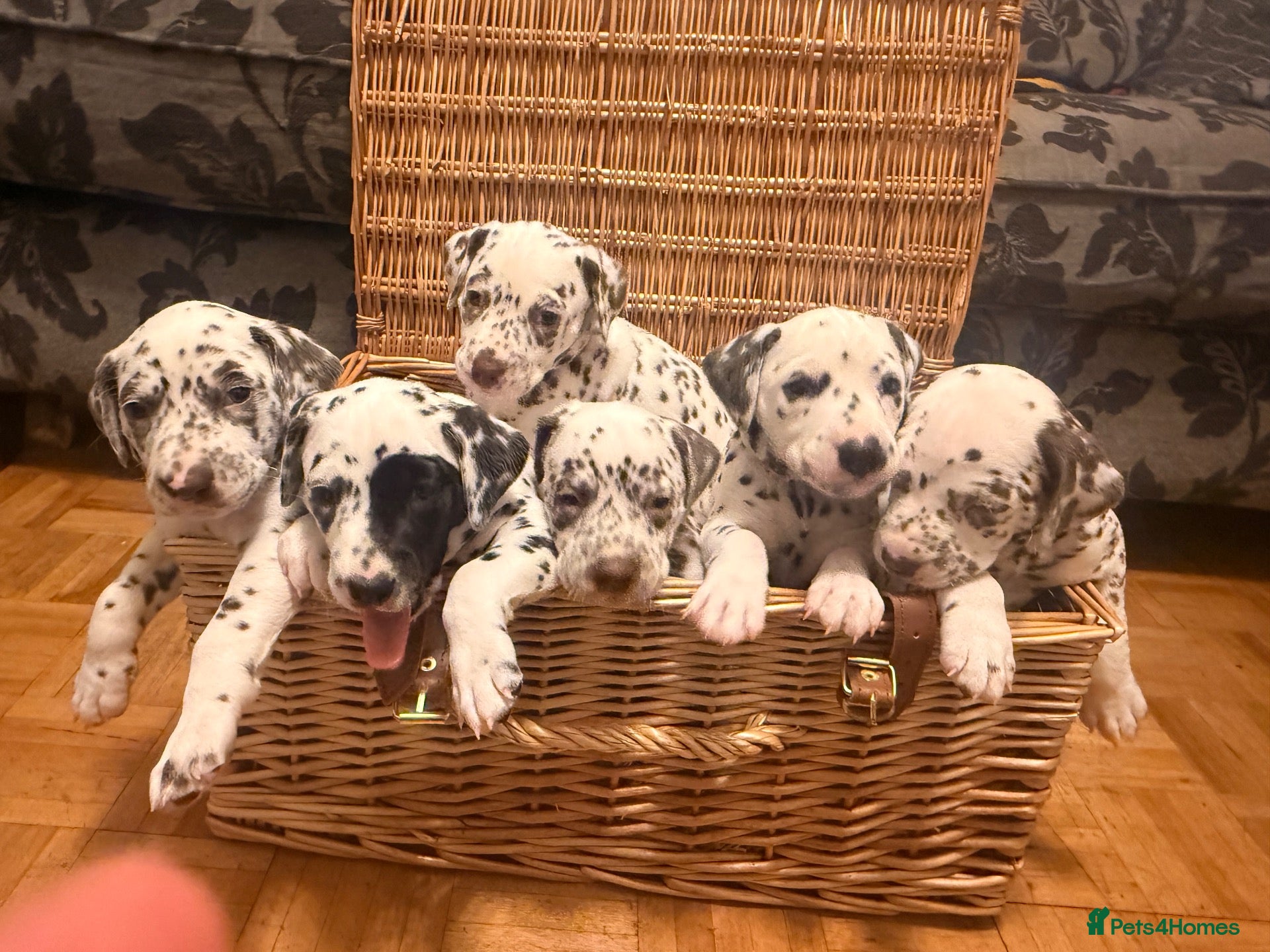 Dalmatian dogs 6 Dalmatian Puppies for Sale  - Advert 4