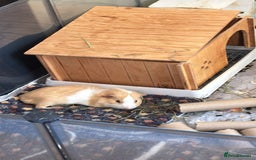 Guinea Pig rodents for sale: A Loving Home Needed for Our Guinea Pig - Image 1