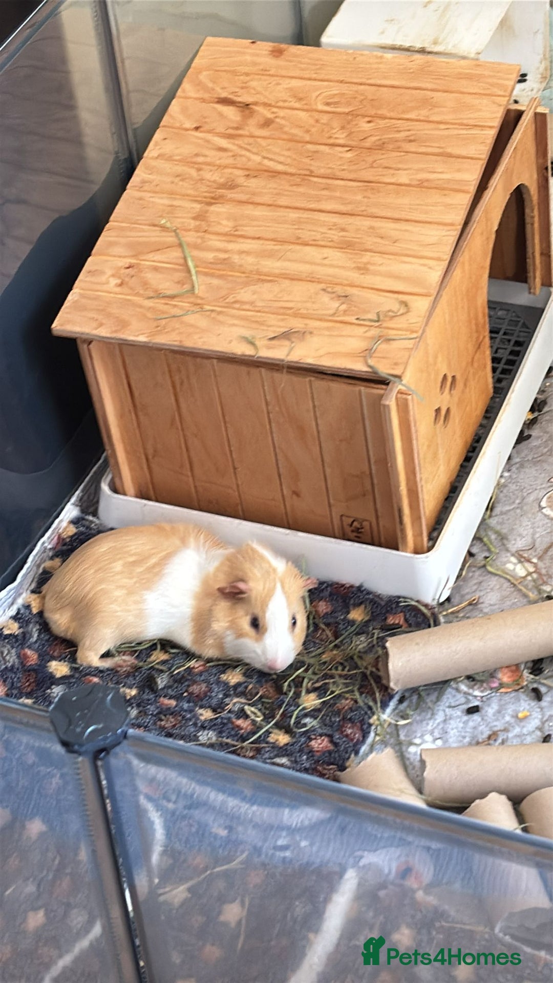 Guinea Pig rodents for sale: A Loving Home Needed for Our Guinea Pig - Image 1