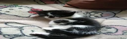 Mixed Breed cats for sale: Sweet cute kitten  - Advert 13