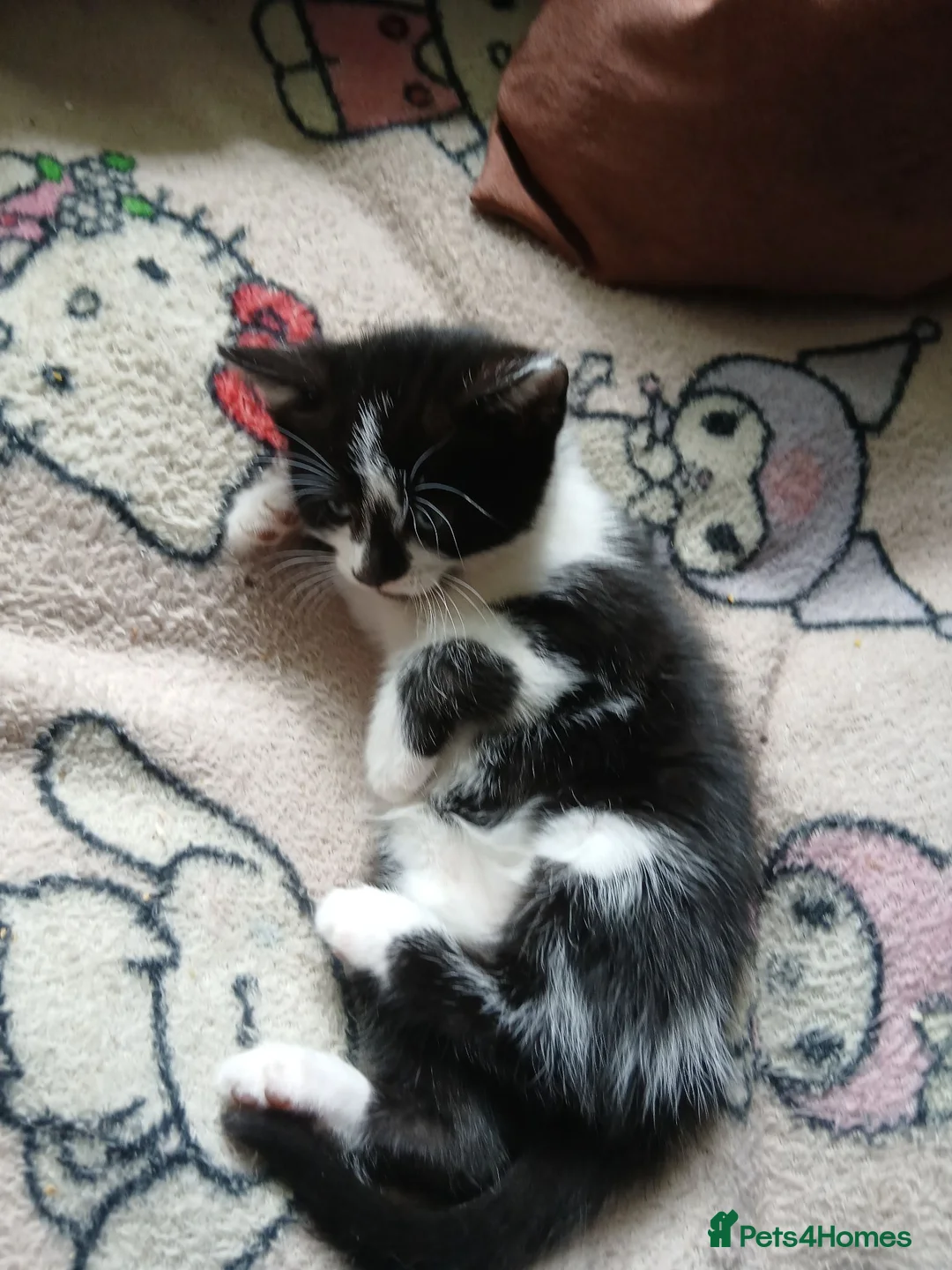 Mixed Breed cats for sale: Sweet cute kitten  - Advert 13