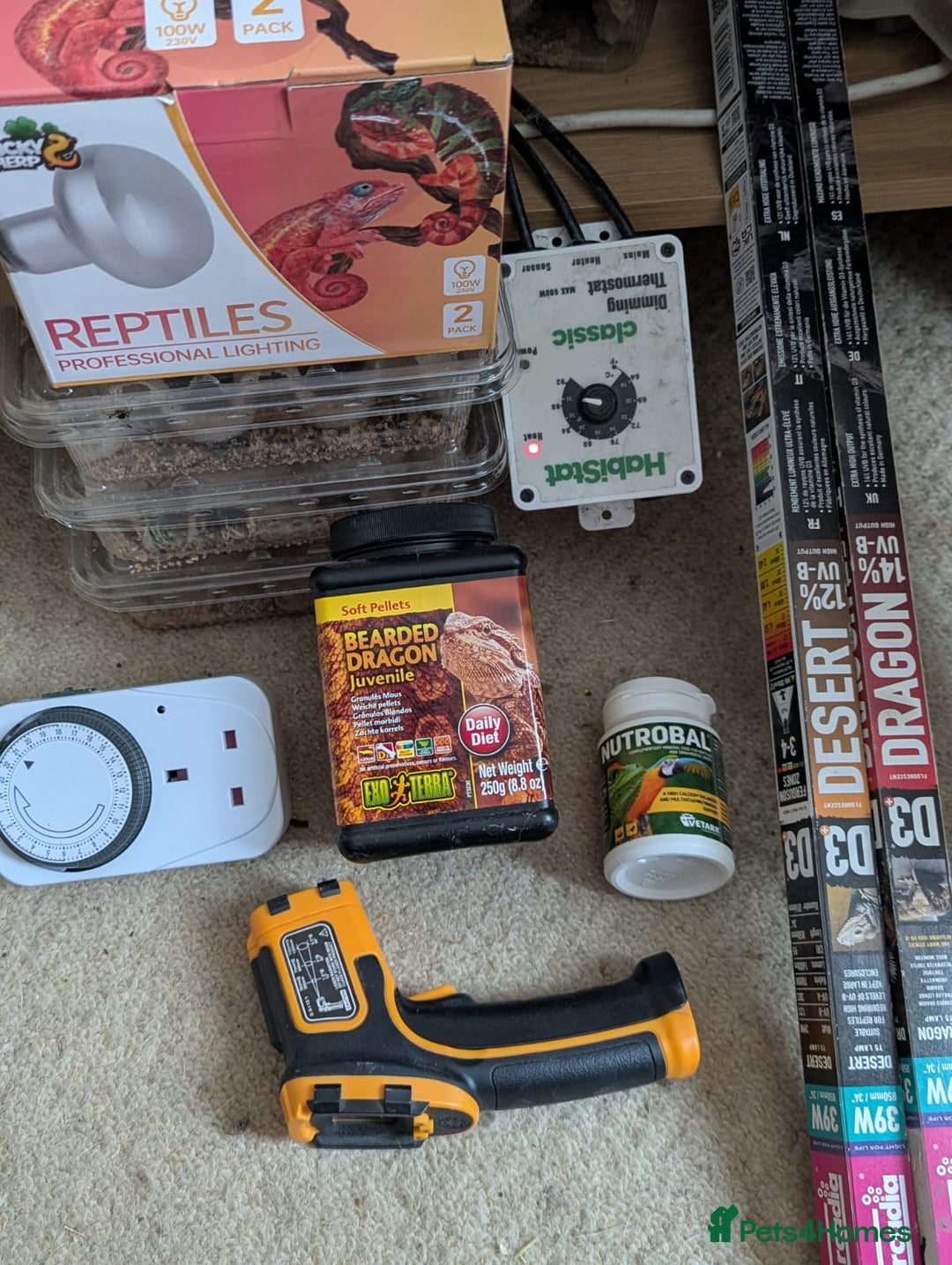 Bearded Dragon reptiles for sale: Beautiful Red Bearded Dragon (10 months)  - Advert 9