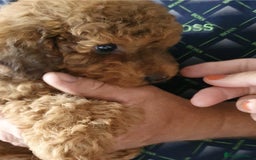 Toy Poodle dogs for sale: KC Toy Poodles, health tested, champion bloodline - Image 6
