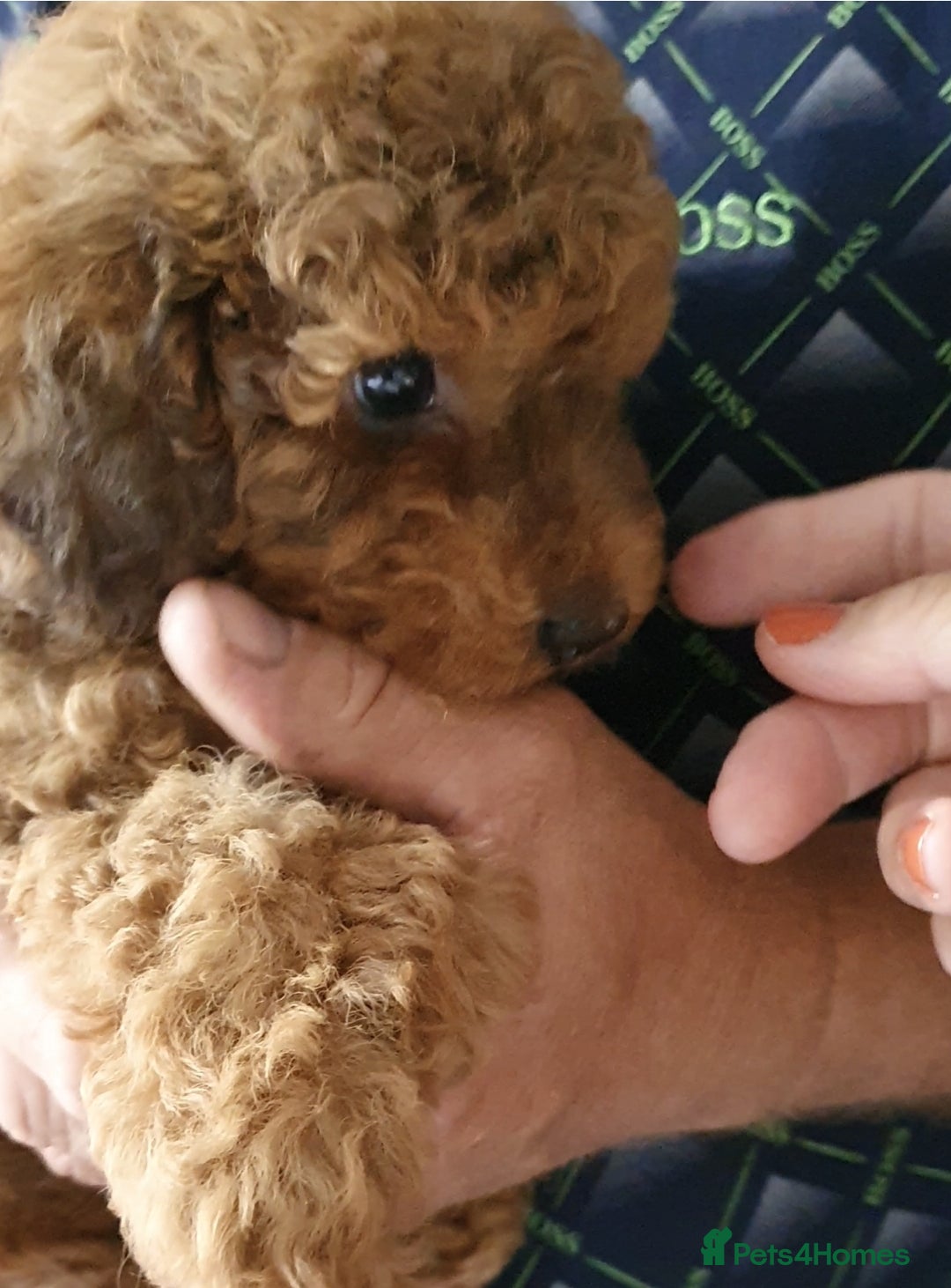 Toy Poodle dogs for sale: KC Toy Poodles, health tested, champion bloodline - Image 6