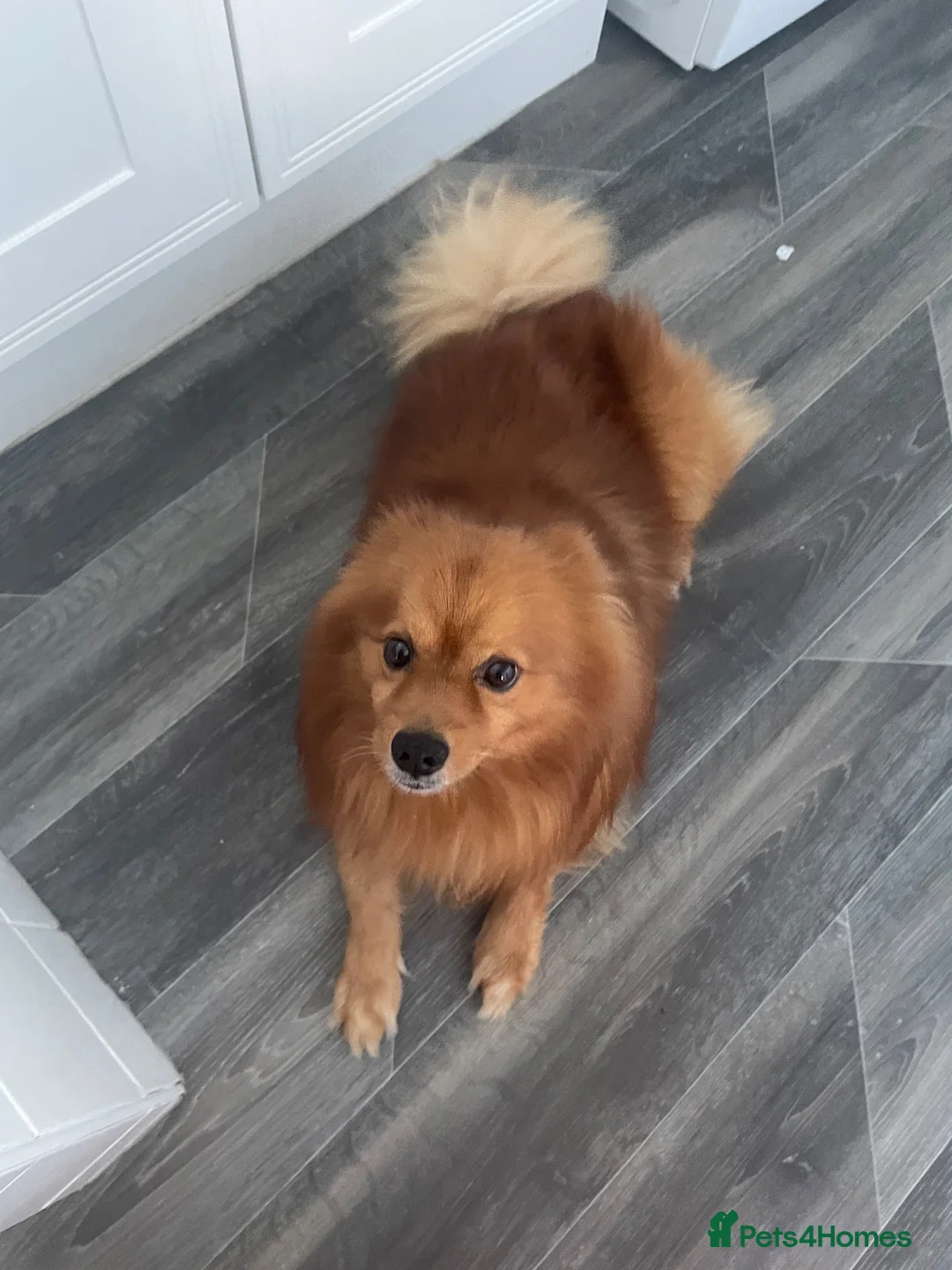 German Spitz dogs for sale: German Spitz in Doncaster - Advert 2