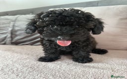 Toy Poodle dogs for sale: Adorable Toy Poodle Puppies READY TO GO!  - Image 4