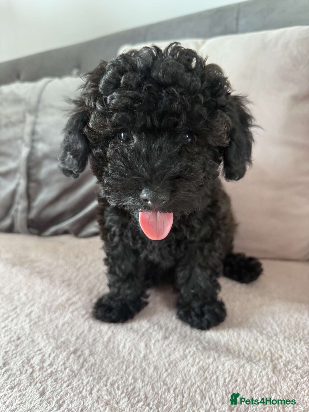 Toy Poodle dogs for sale: Adorable Toy Poodle Puppies READY TO GO!  - Image 4