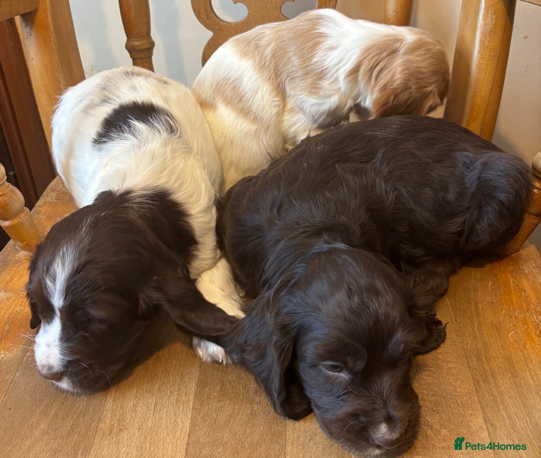 Cocker Spaniel dogs for sale: READY NOW lovely cocker spaniel pups  - Advert 9