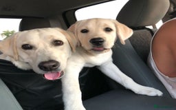 Labrador Retriever dogs for sale: Labrador Retriever  - Image 8