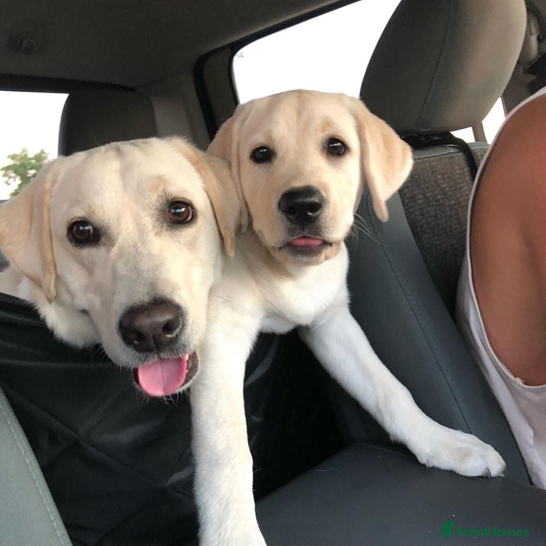 Labrador Retriever dogs for sale: Labrador Retriever  - Image 8