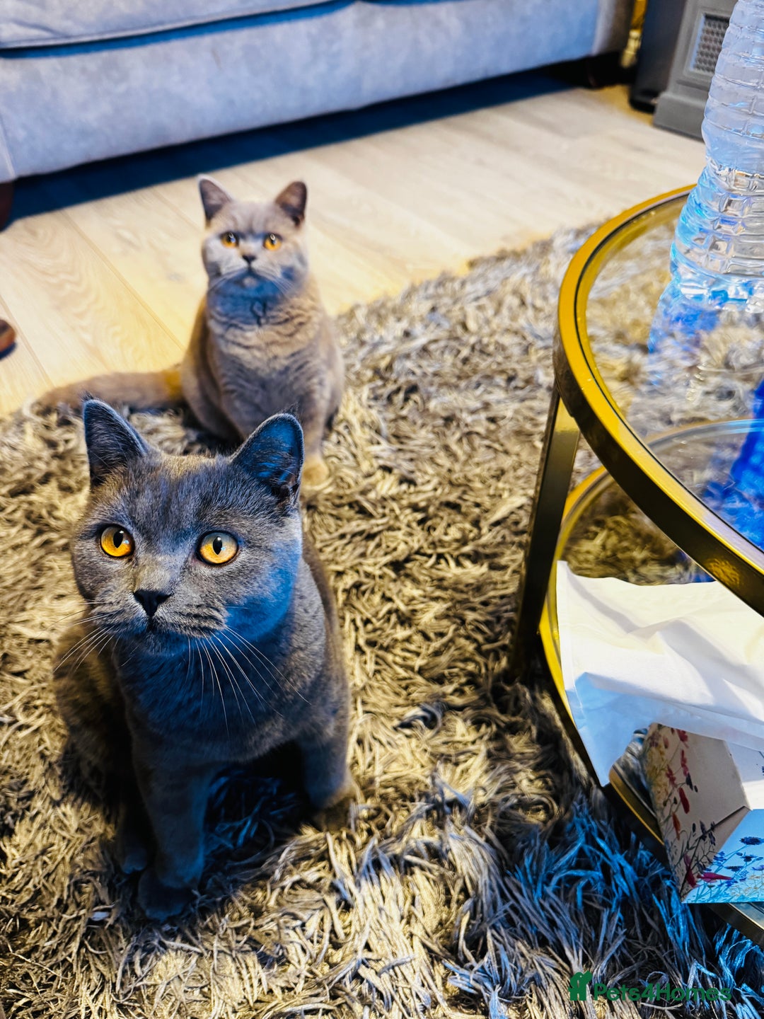 British Shorthair cats for sale: Lovely British Shorthair Boy – Very Affectionate - Advert 3