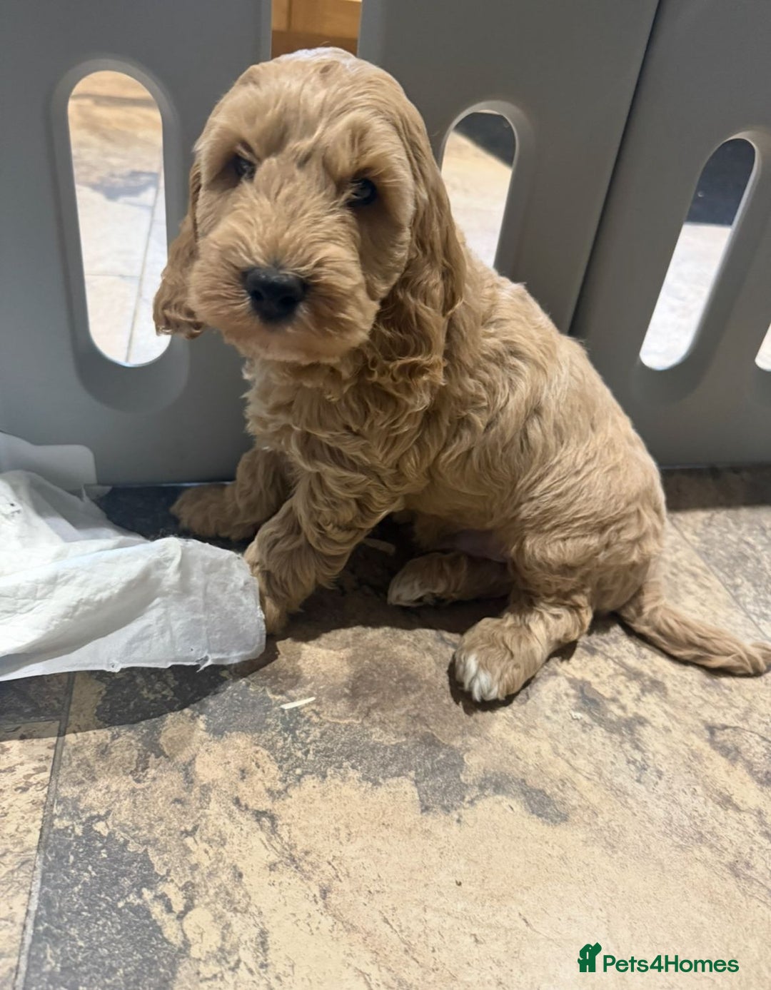 Cockapoo dogs for sale: Quality Cockapoo Puppies - Advert 5