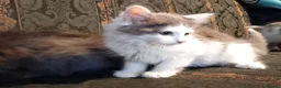 Norwegian Forest Cat cats for sale: Norwegian Forest Cat x Russian Blue Kittens - Advert 7