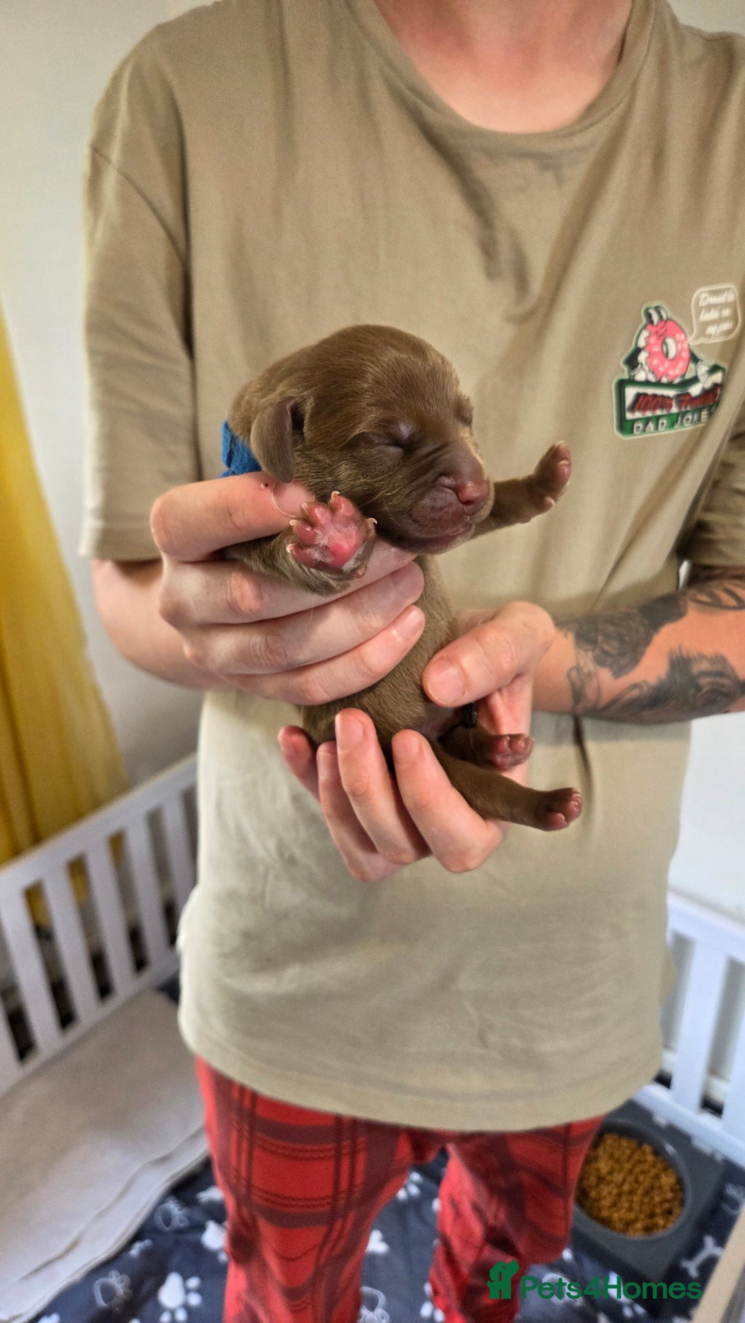 Labrador Retriever dogs for sale: Beautiful pedigree labrador puppies  - Image 19
