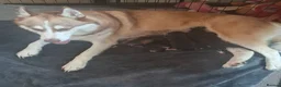 Pomsky dogs for sale: Stunning Pomsky Puppies  - Advert 25
