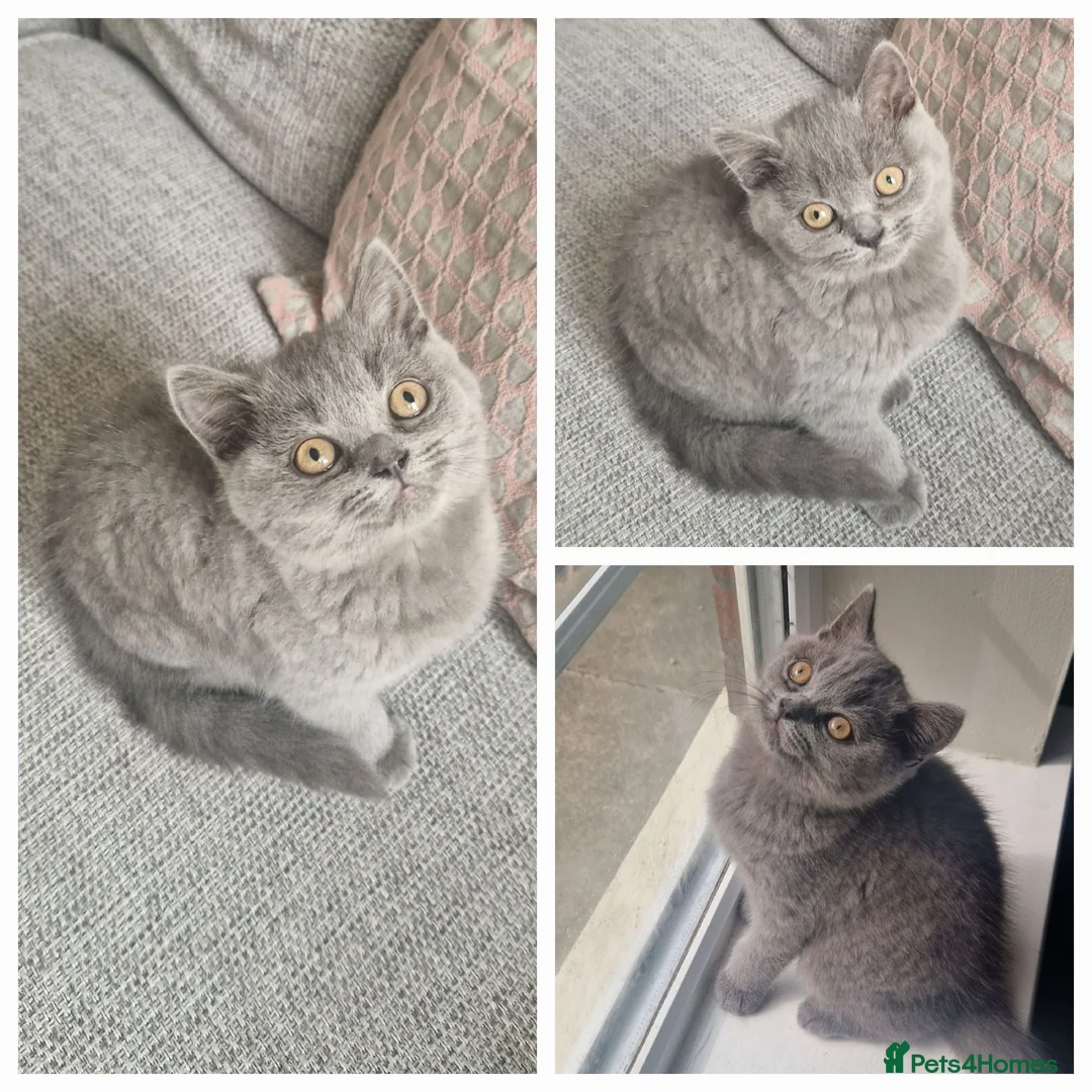 British Shorthair cats for sale: BRITISH SHORTHAIR KITTENS,GCCF PEDIGREE REGISTERED - Advert 2