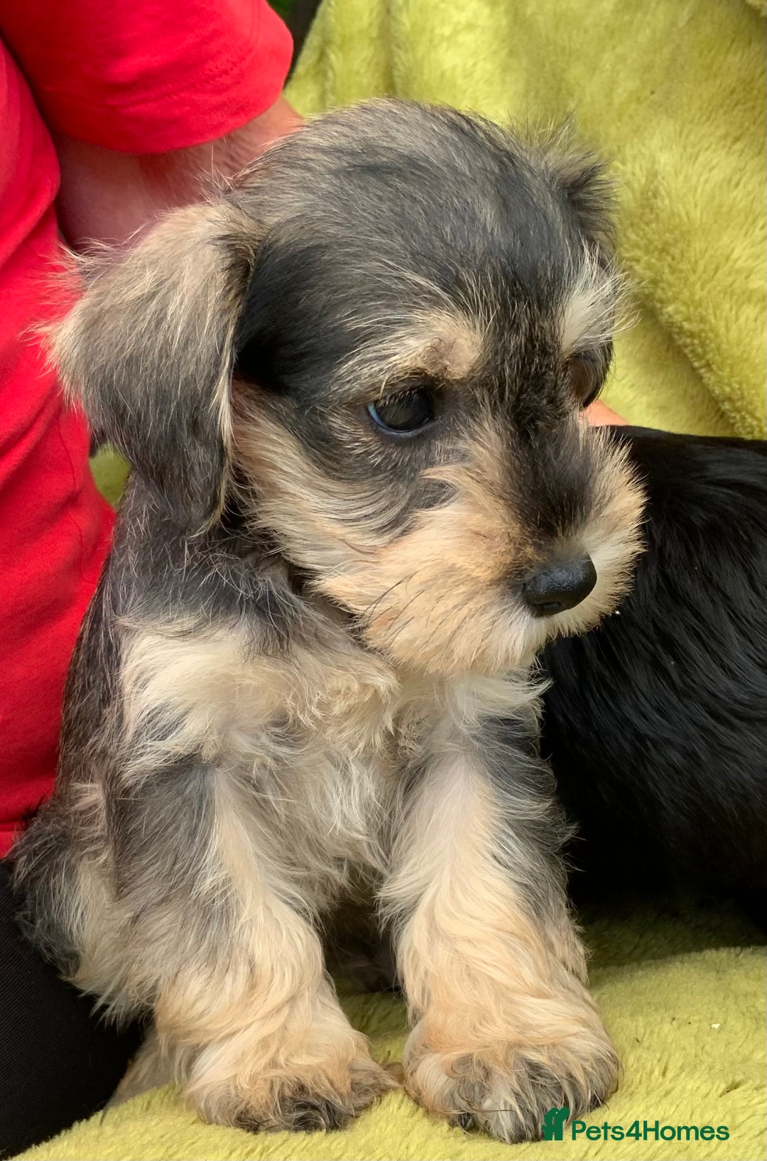 Miniature Schnauzer dogs for sale: Happy healthy miniature Schauzer puppies - Image 31