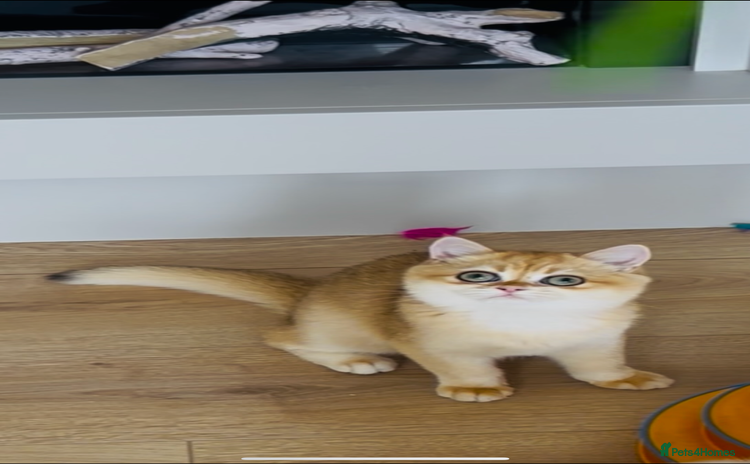 British Shorthair cats - Advert 2