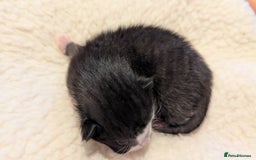 Mixed Breed cats for sale: Beautiful litter of kittens - Image 8