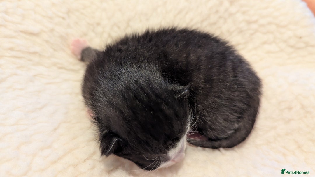Mixed Breed cats for sale: Beautiful litter of kittens - Image 8
