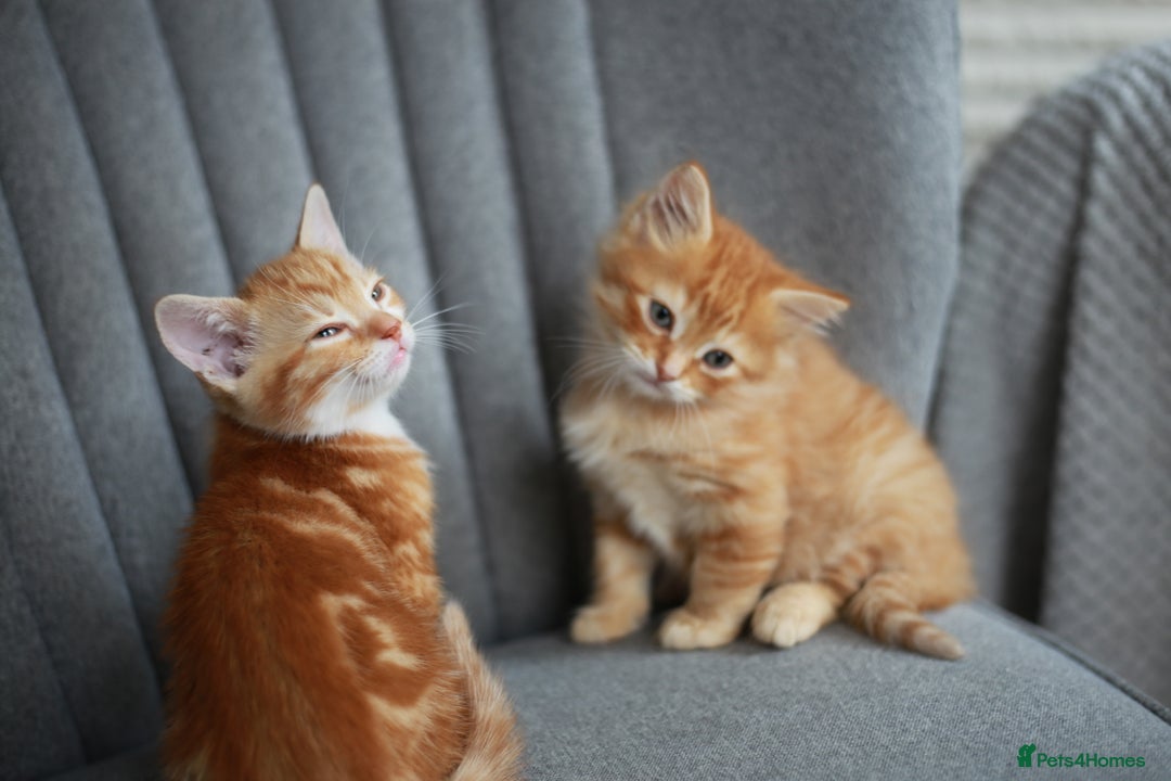 Mixed Breed cats for sale: Gorgeous Ginger Kittens - Image 9