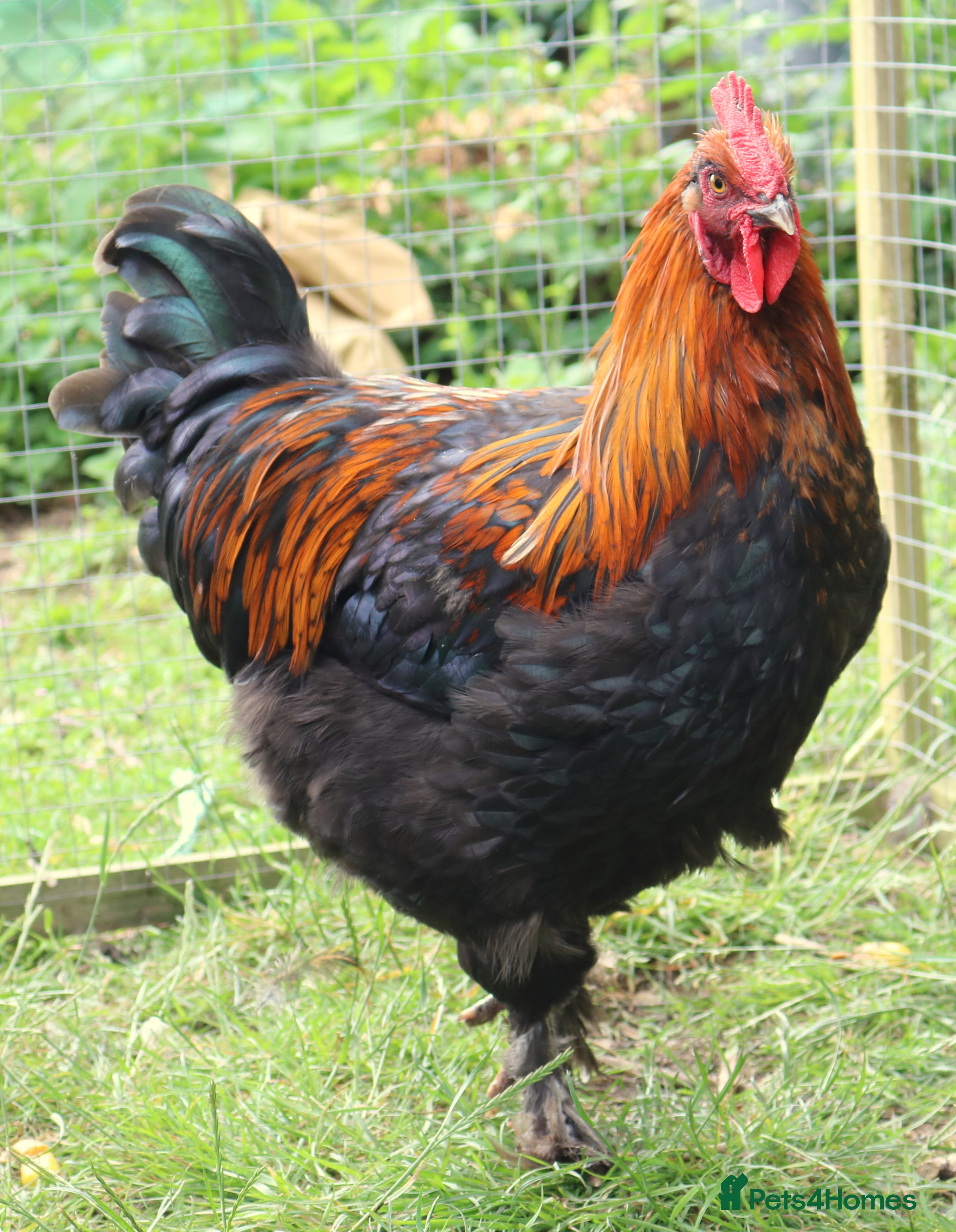 Chickens poultry French Black Copper Marans Cockerels - Advert 2