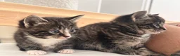 Bombay cats for sale: Beautiful Kittens Ready for Loving Homes - Advert 21