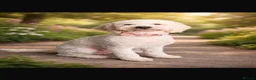 Australian Labradoodle dogs for sale: Australian Labradoodle Puppies for Sale 🐾 - Advert 12