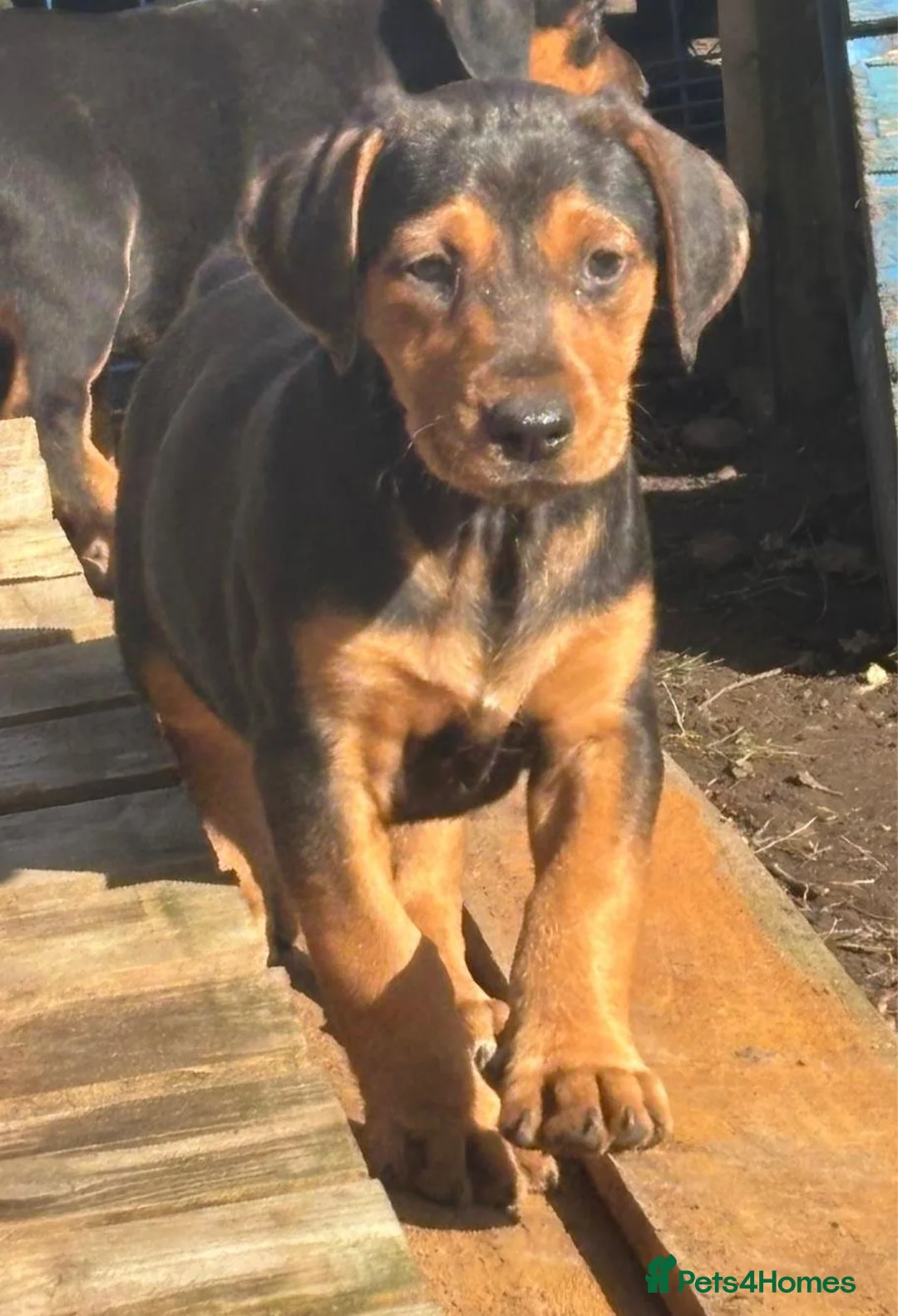 Mixed Breed dogs for sale: Lurcher x dobermen in Doncaster - Advert 24