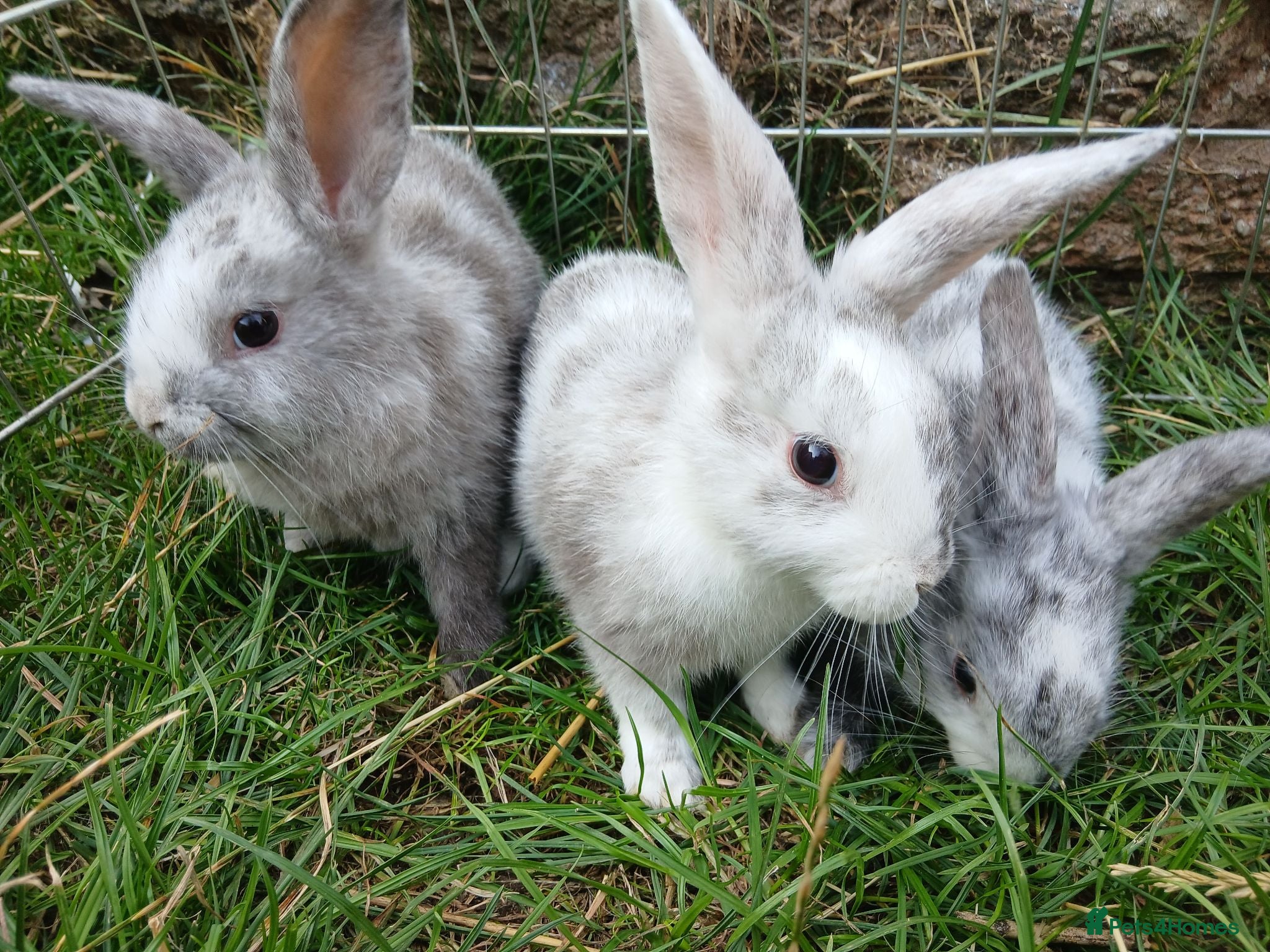 Mixed Breed rabbits Plush lop and plush lop cross babies  - Advert 11